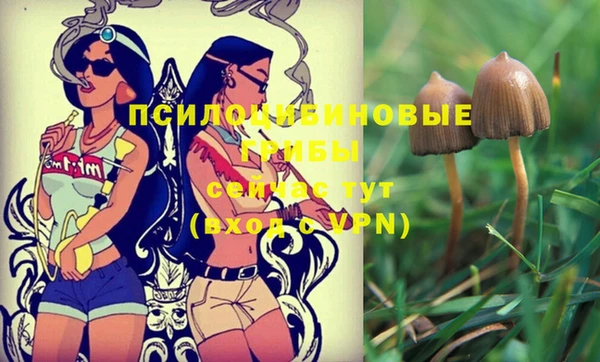 стаф Пересвет